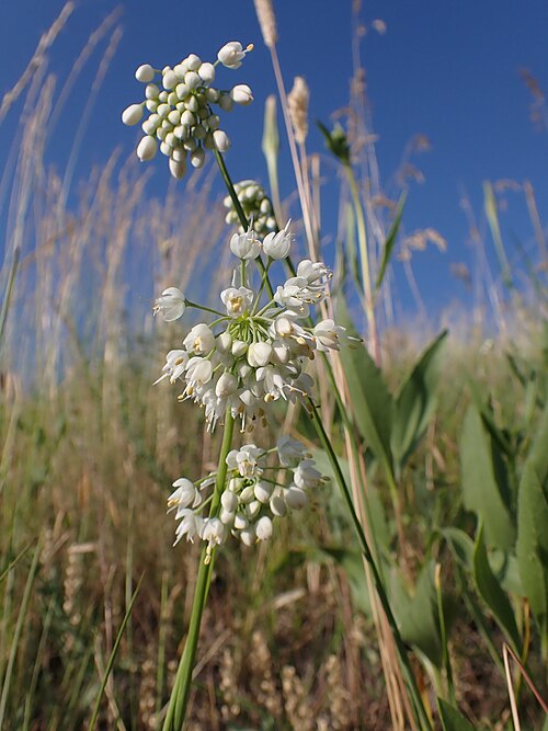 Nodding Onion
