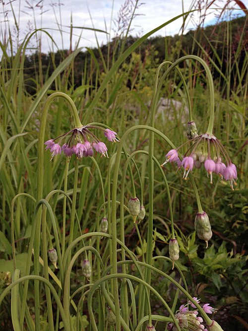 Nodding Onion