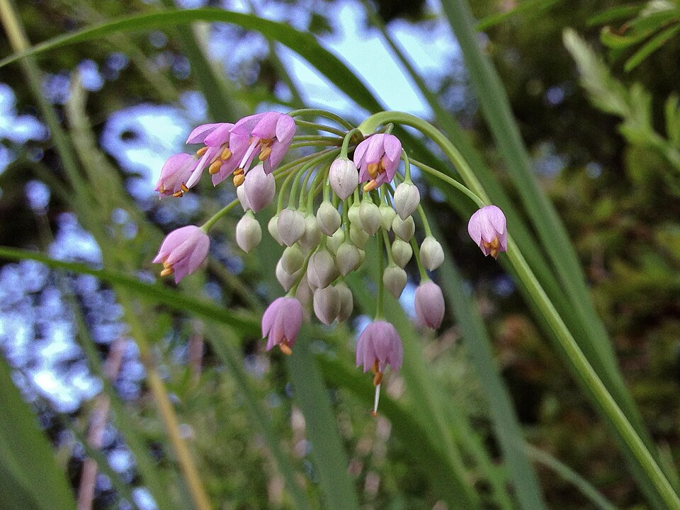 Nodding Onion