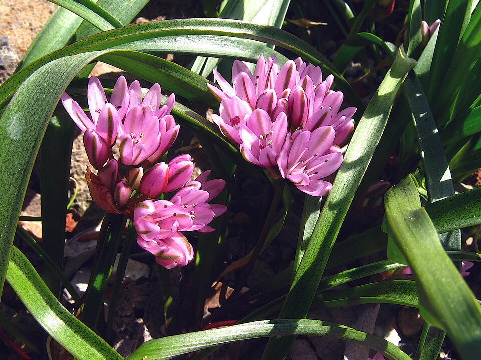 Cascade Onion