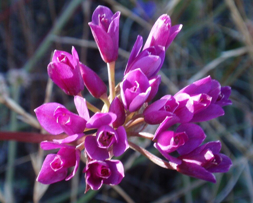 Coastal Onion