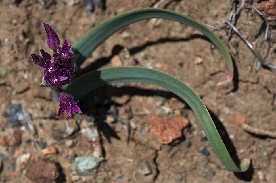 Scytheleaf Onion