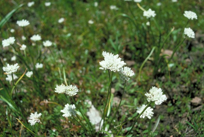 Cuddy Mountain Onion