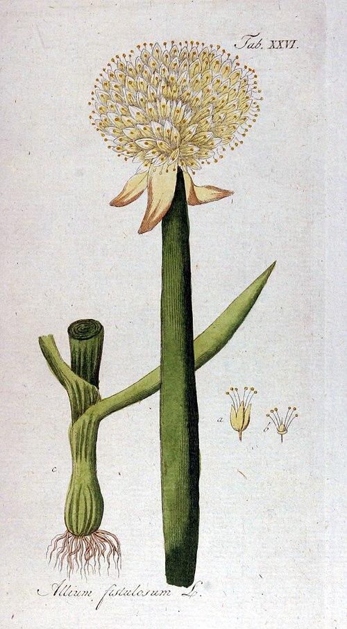 Welsh Onion