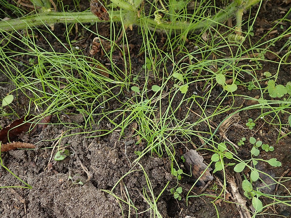 Welsh Onion