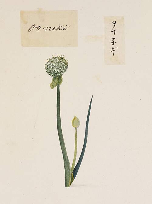 Welsh Onion