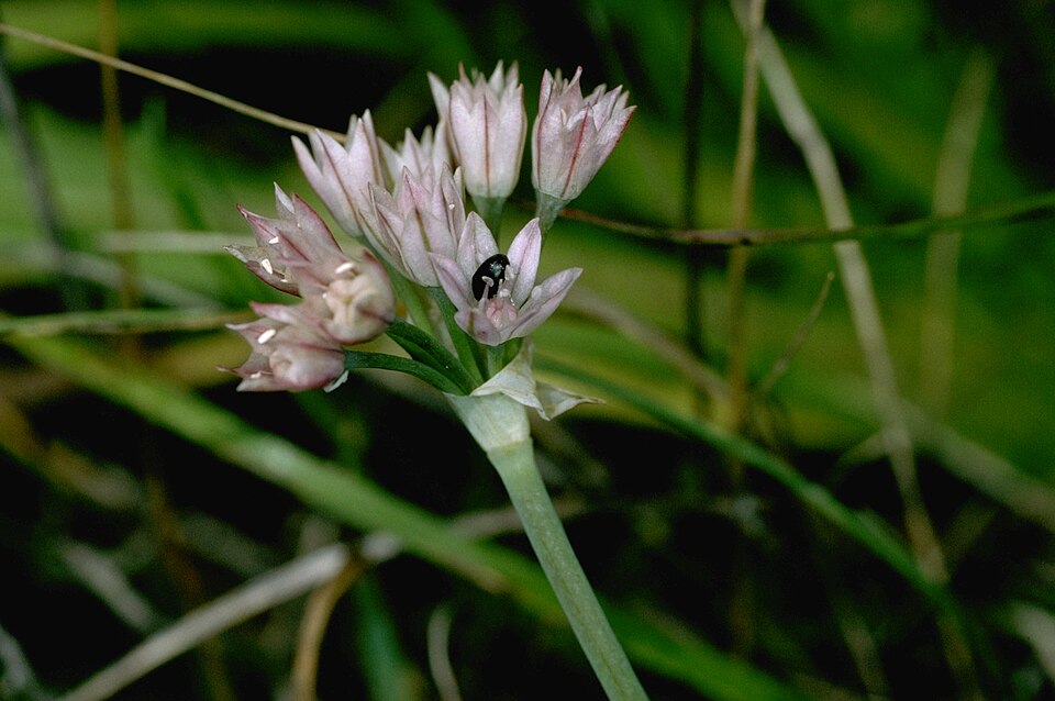 Hickman's Onion
