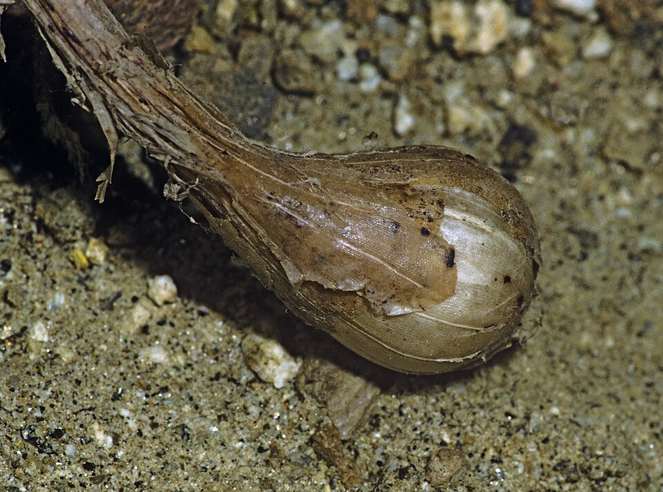 Pitted Onion