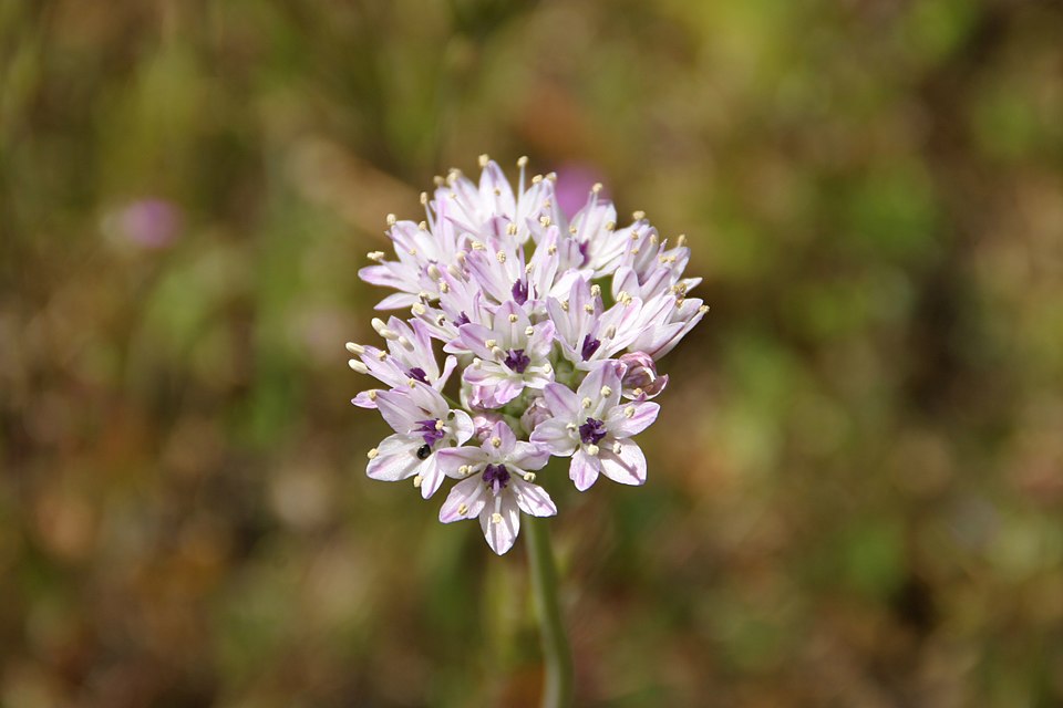 Pitted Onion