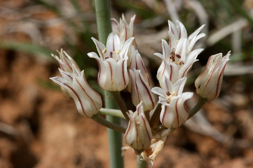 Largeflower Onion
