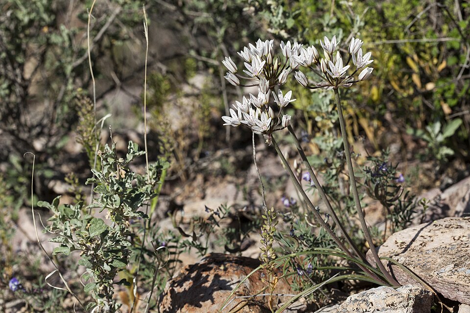 Largeflower Onion
