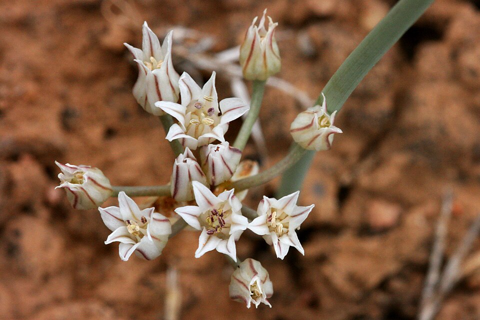 Largeflower Onion