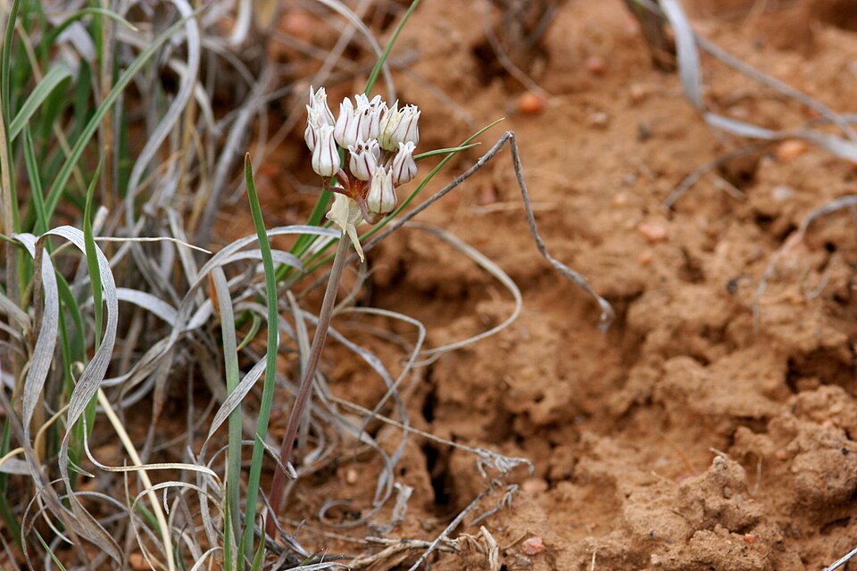 Largeflower Onion