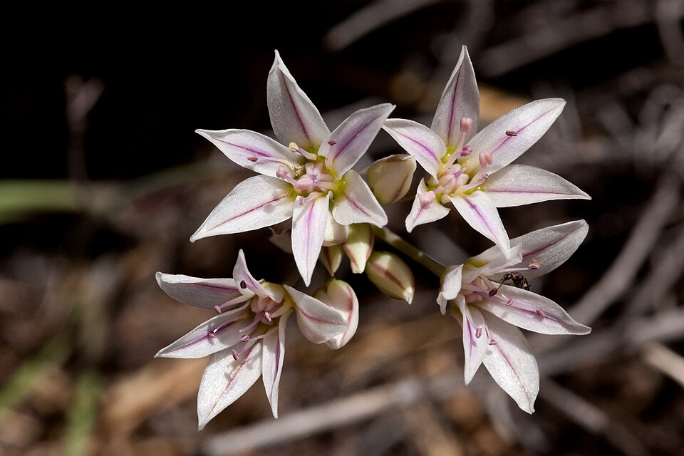 Largeflower Onion