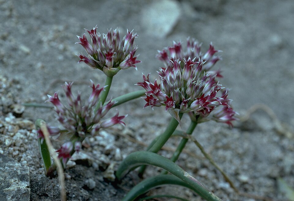 San Bernardino Mountain Onion