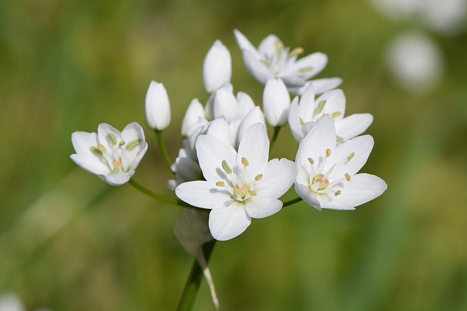 White Garlic