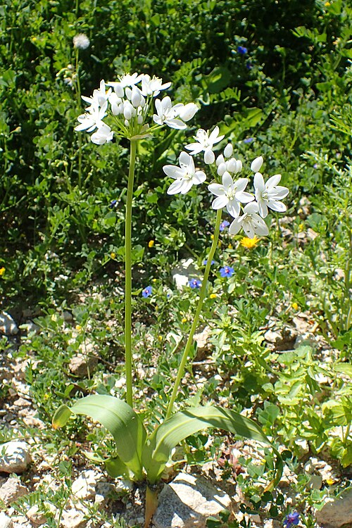 White Garlic