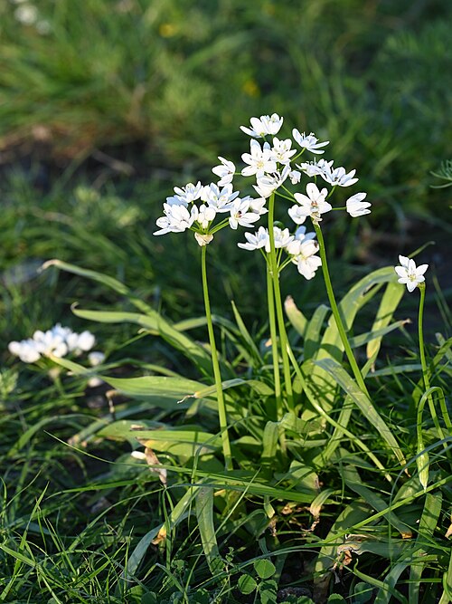 White Garlic