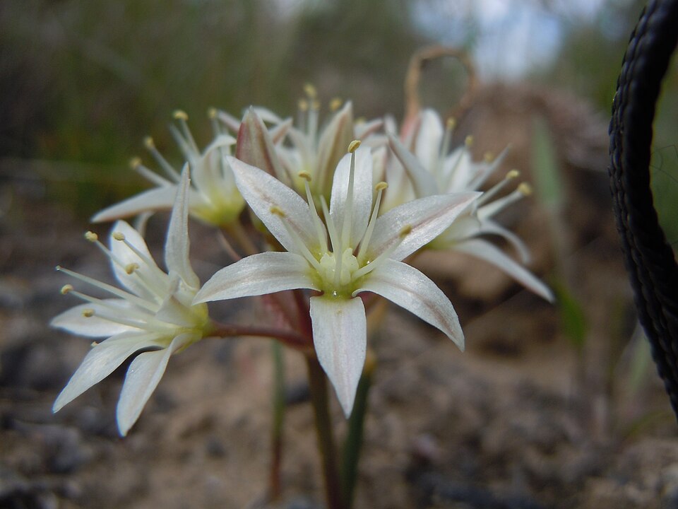 Nevada Onion