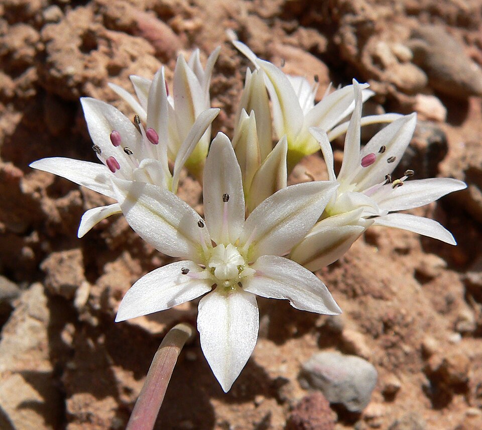 Nevada Onion