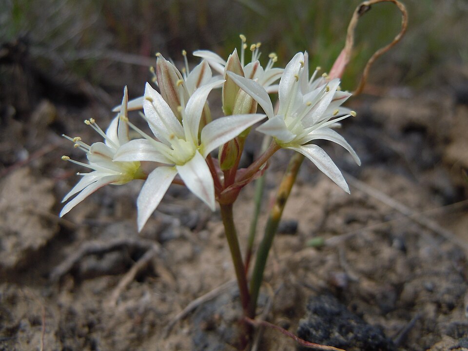 Nevada Onion