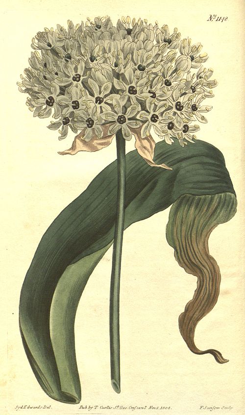 Black Garlic