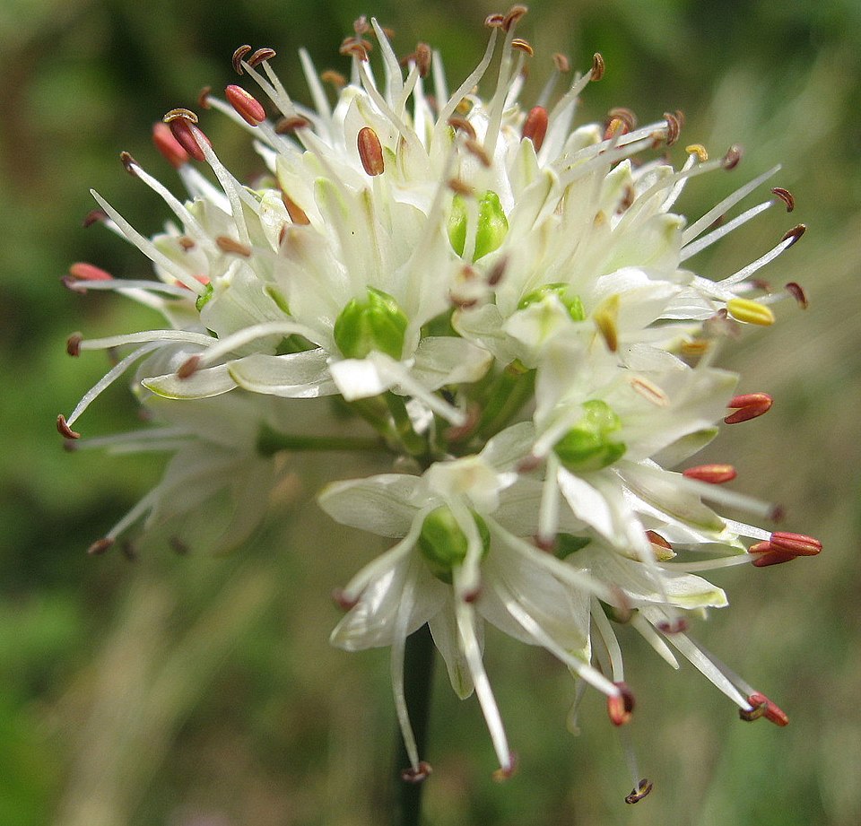 Chinese Chives