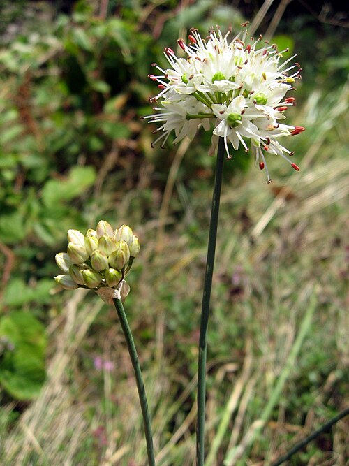 Chinese Chives