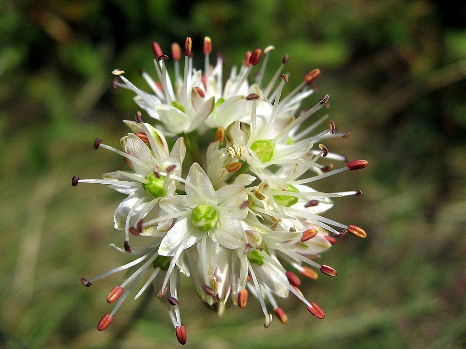 Chinese Chives