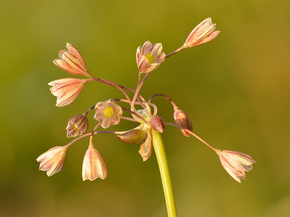 Field Garlic
