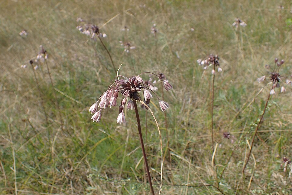 Field Garlic