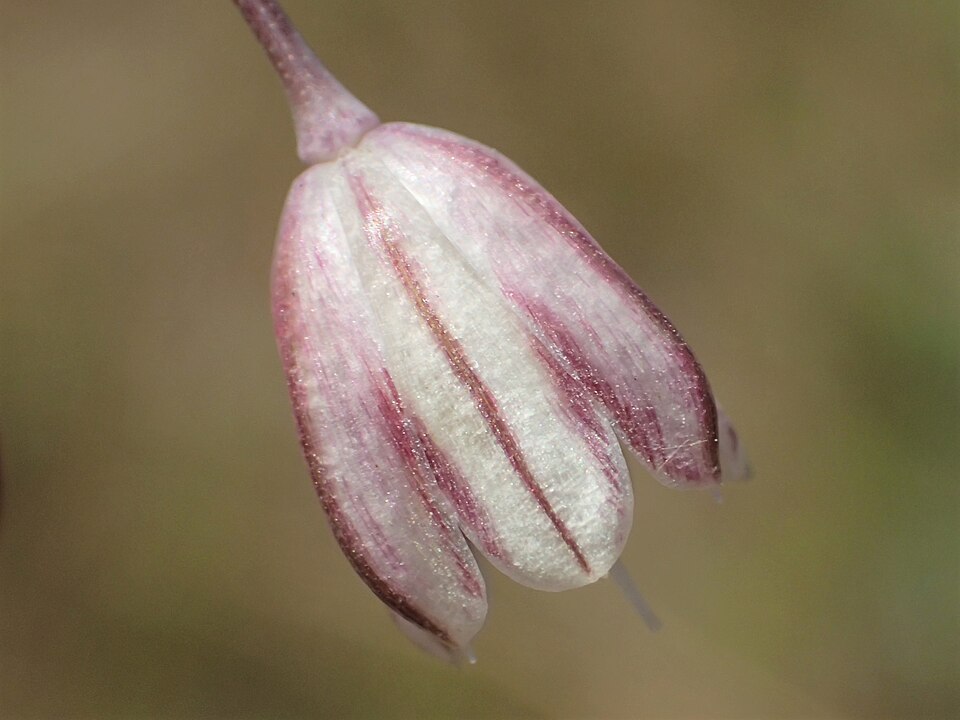 Field Garlic