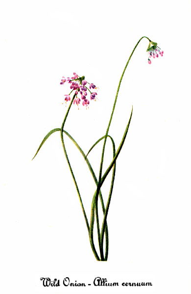Lillydale Onion