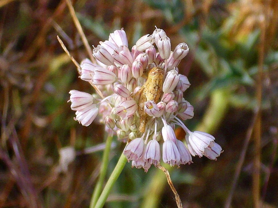 Mediterranean Onion