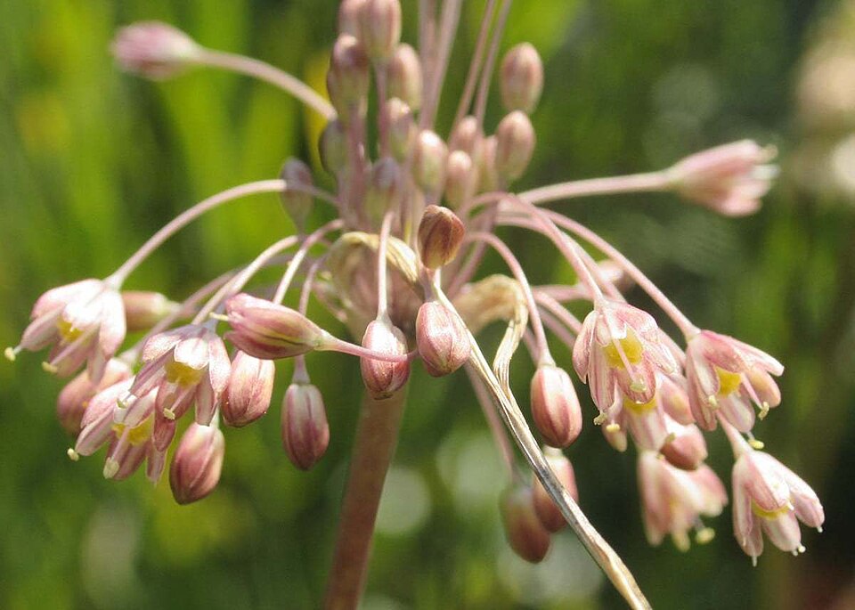 Mediterranean Onion