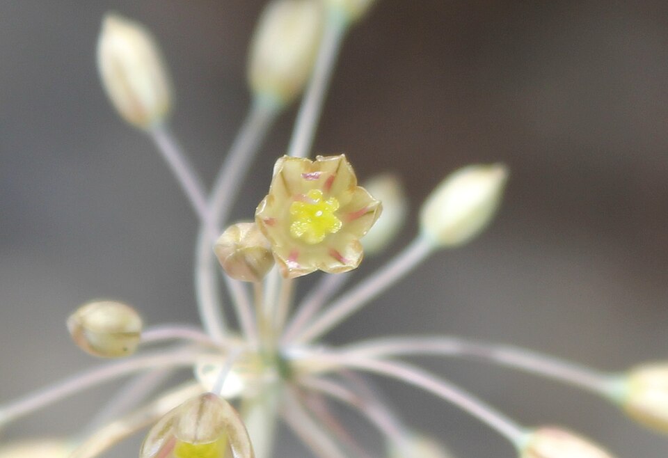 Mediterranean Onion