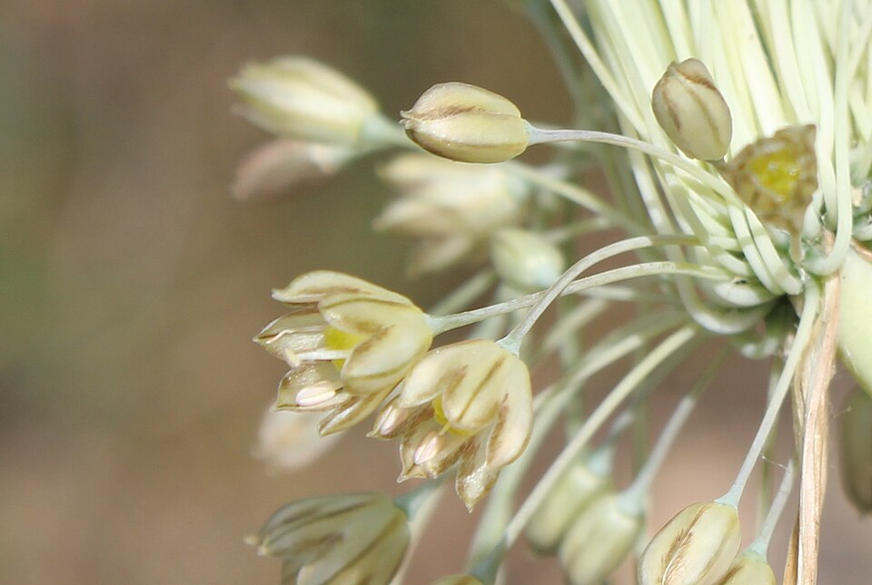 Mediterranean Onion