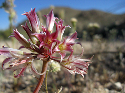 Parish's Onion