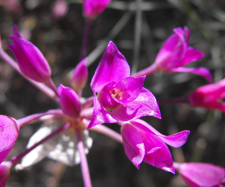 Mexicali Onion