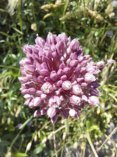 Garden Leek