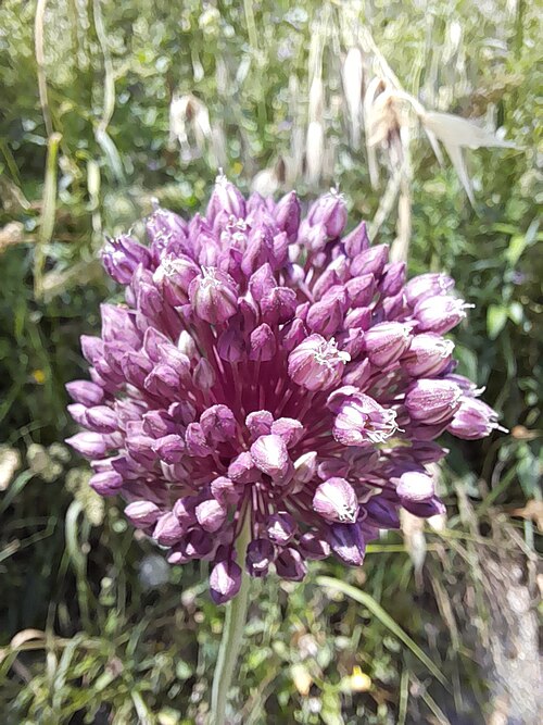 Garden Leek