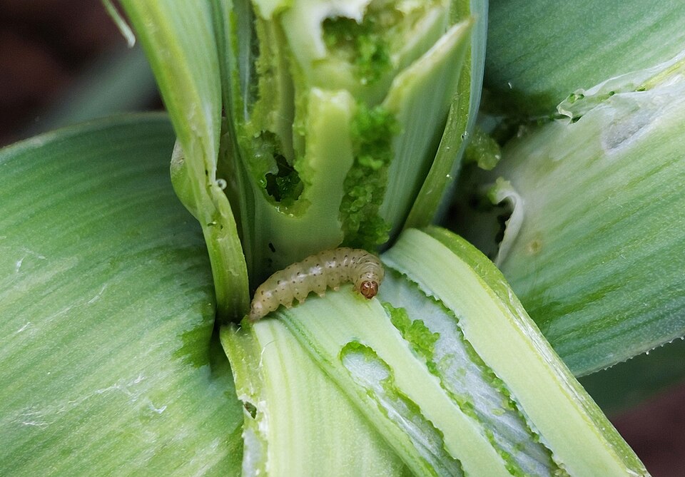 Garden Leek