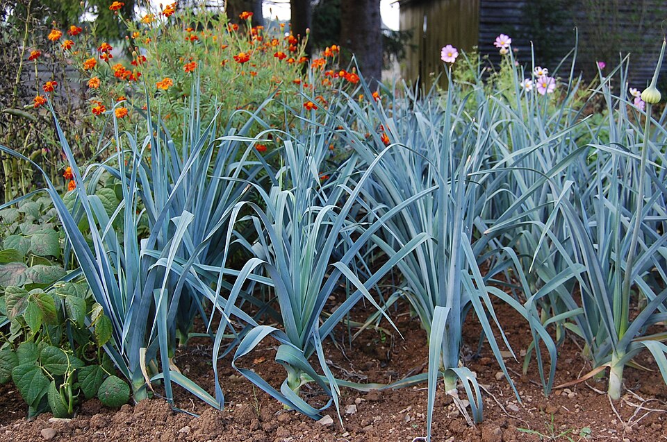 Garden Leek