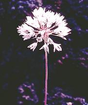 Sanborn's Onion