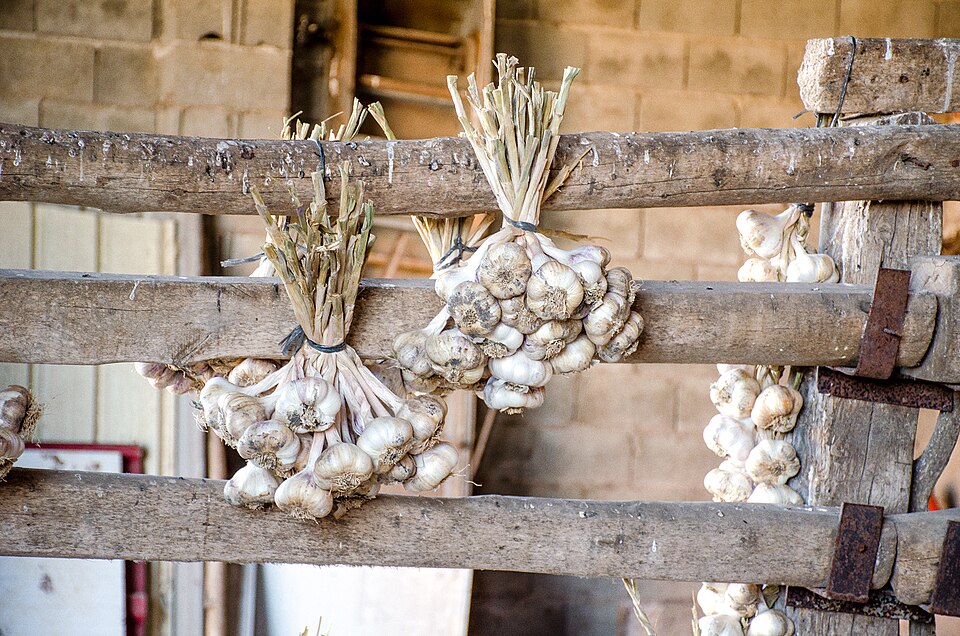 Cultivated Garlic