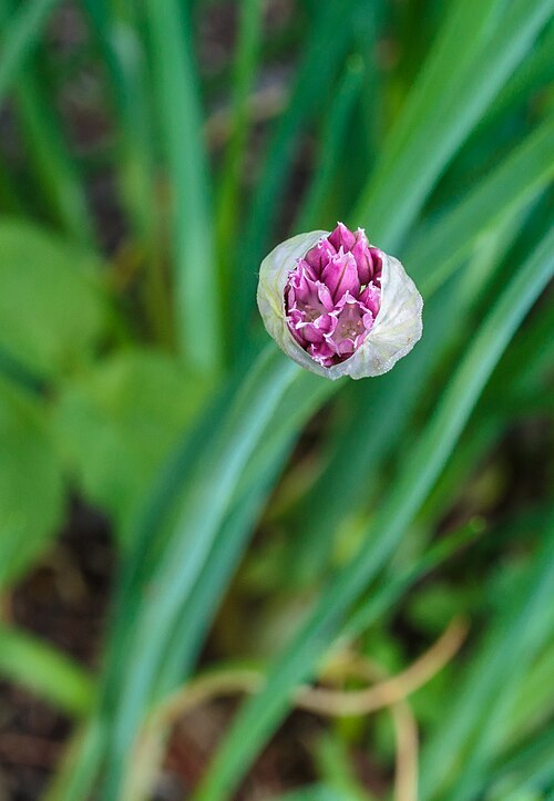 Wild Chives