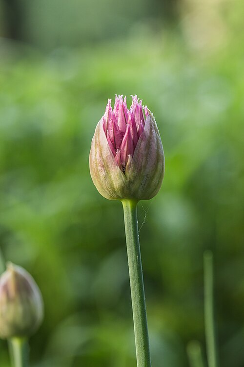Wild Chives