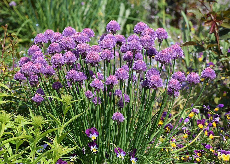 Wild Chives