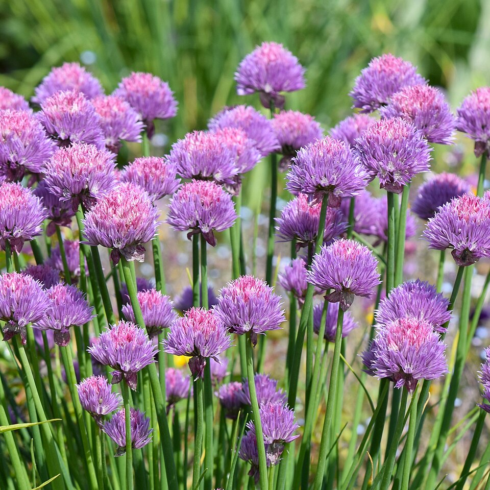 Wild Chives