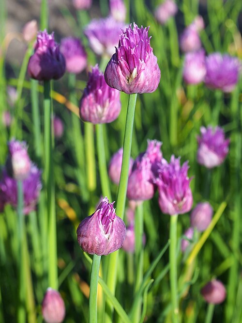 Wild Chives